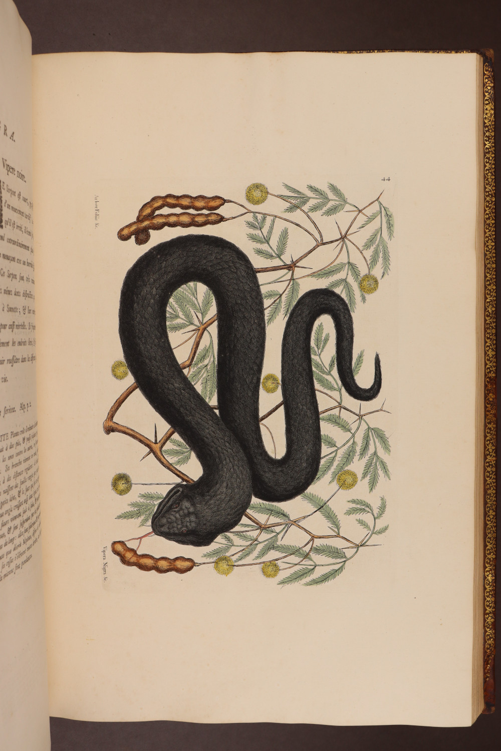 Plate 44